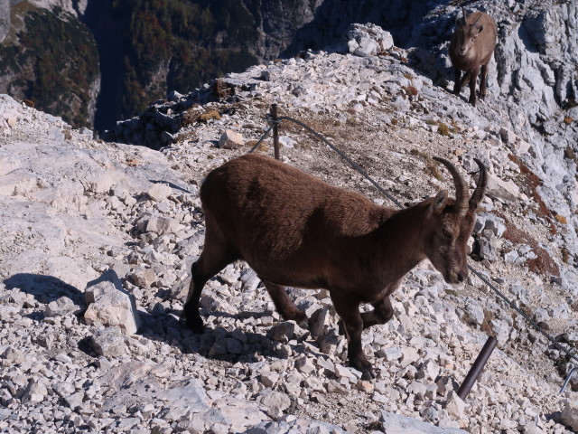 Via Ferrata Scala A. Pipan zwischen Ausstieg und Leiter (12. Okt.)