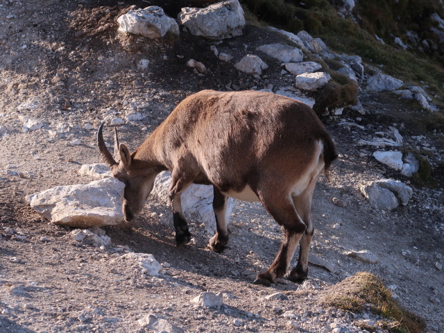 zwischen Alpipiano del Montasio und Cima di Terrarossa (13. Okt.)