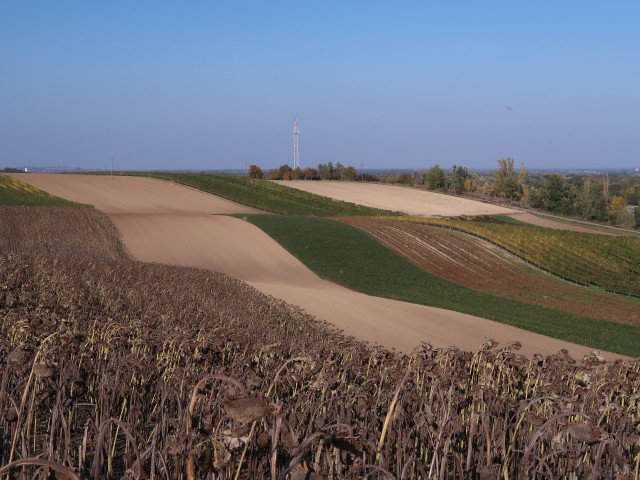 zwischen Mannersdorf an der March und Stillfried
