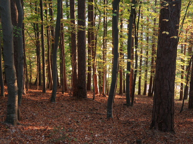 zwischen Waldburganger-Hütte und Schneedörfl