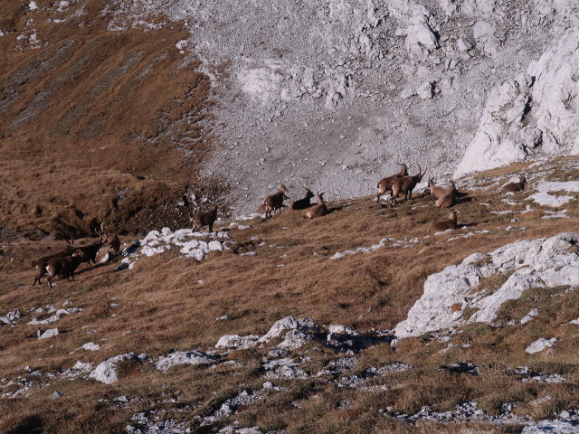 zwischen Hochwart und Hirschgrube (27. Okt.)