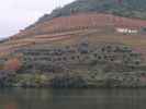 Douro in Pinhao (19. Nov.)