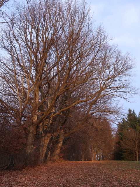 Steinwandleiten