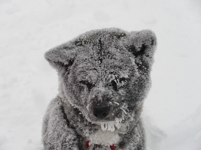 Akita im Fürstenplan