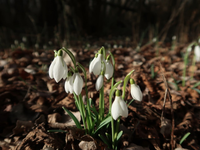 zwischen Marchfelddamm und Fadenbach