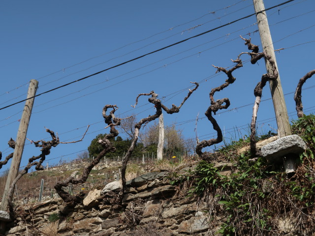 zwischen Wösendorf in der Wachau und Mittereck