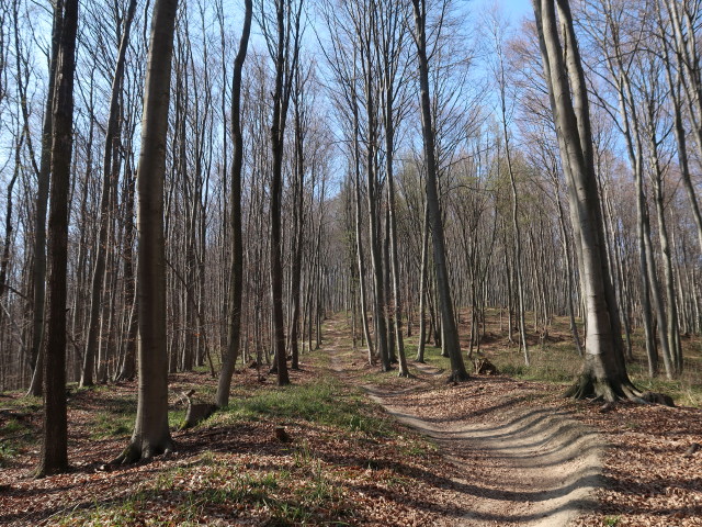 zwischen Taferlberg und Weidlingbach