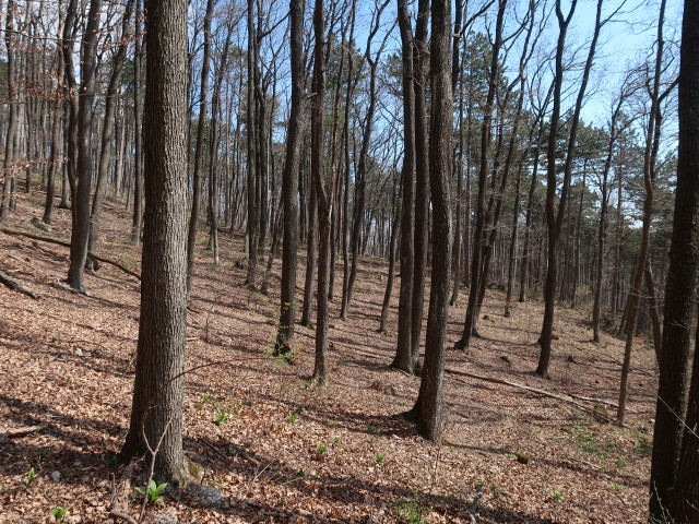 zwischen Baden und Badner Lindkogel