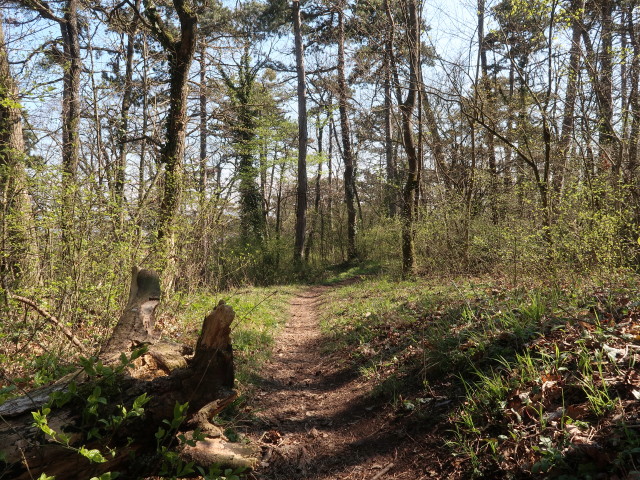 zwischen Ruine Rauheneck und Baden