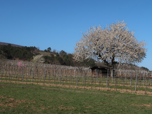 neben dem 1. Wiener Wasserleitungsweg zwischen Pfaffst&auml;tten und Gumpoldskirchen
