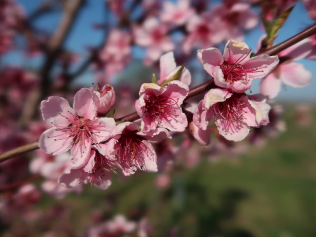 neben dem 1. Wiener Wasserleitungsweg zwischen Pfaffst&auml;tten und Gumpoldskirchen