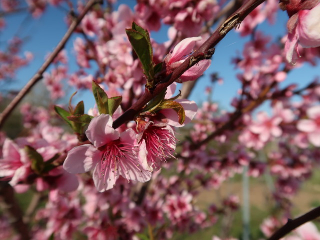 neben dem 1. Wiener Wasserleitungsweg zwischen Pfaffst&auml;tten und Gumpoldskirchen