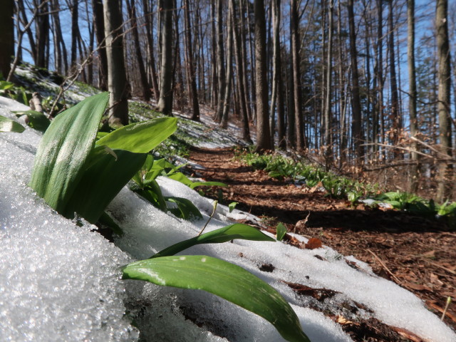 zwischen Kirchberg und Sch&ouml;nleiten