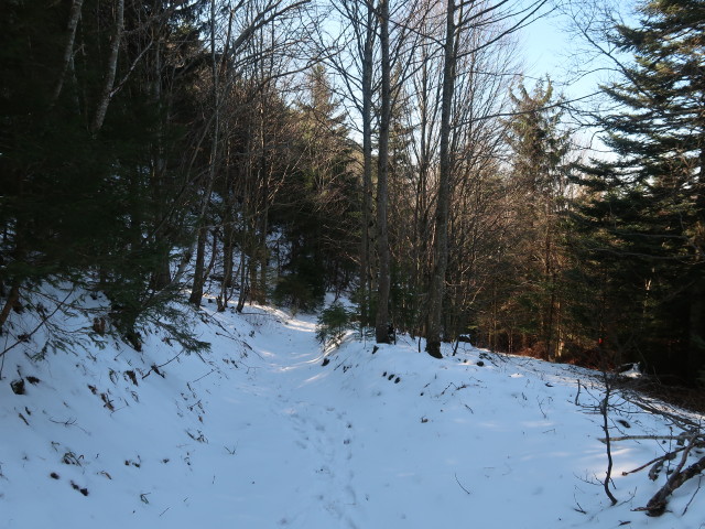 zwischen Schwarzwaldeckhaus und Sengenebenberg