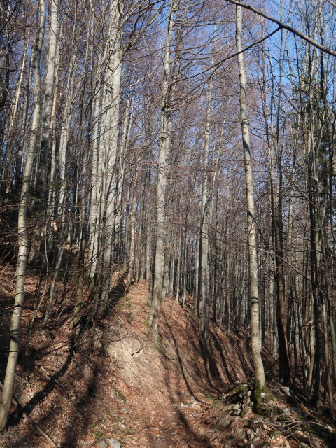 zwischen Ebenwald und Weibeck