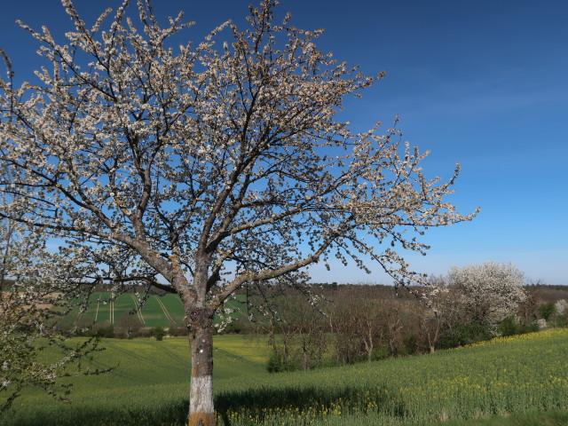 zwischen Streifing und Bogenneusiedl