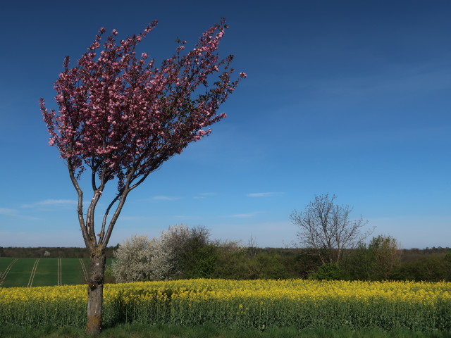 zwischen Streifing und Bogenneusiedl