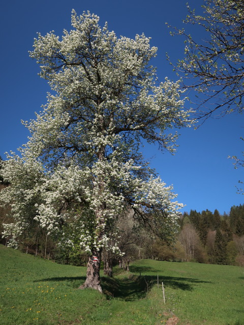 zwischen Am Berg und Karnerhofspitze