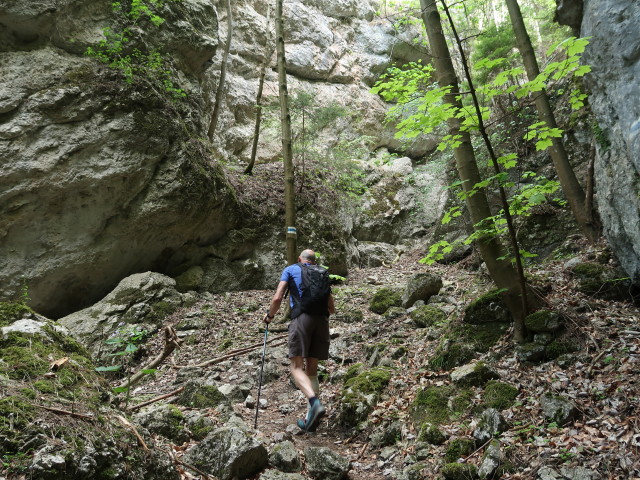 Herbert zwischen Dürnbachtal und Waldegger Steig
