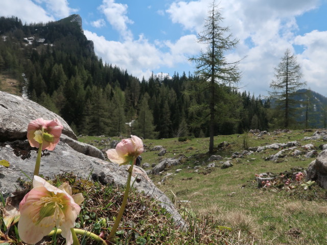 Ursa zwischen Stubwiesalm und Stubwieswipfel
