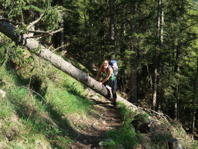 Ursa zwischen Tommerlalm und Gasthaus Tommerl