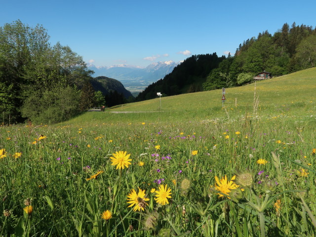 zwischen Millrütte und Götzner Haus (21. Mai)