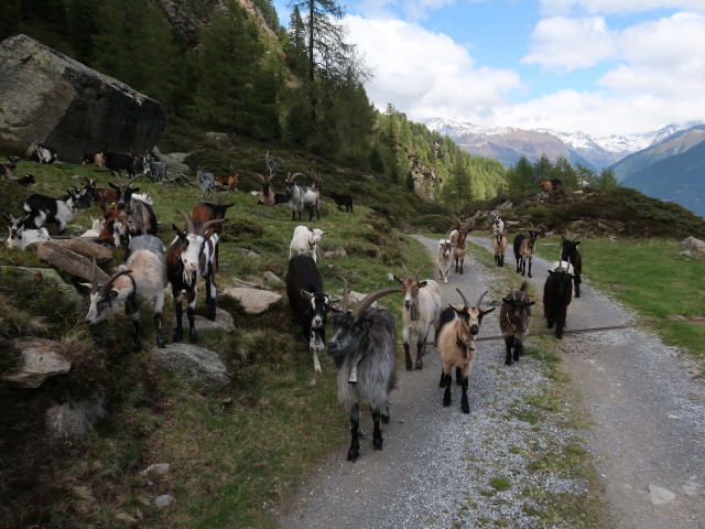 zwischen Innerbergalm und Stabelealm