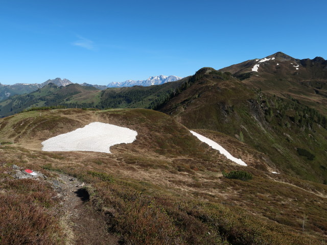 zwischen Roßfeldeck und Herrenköpfl (12. Juni)