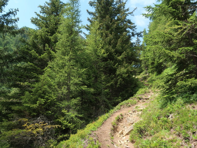 Rudigierweg zwischen Riepasee und Ulmich (21. Juli)