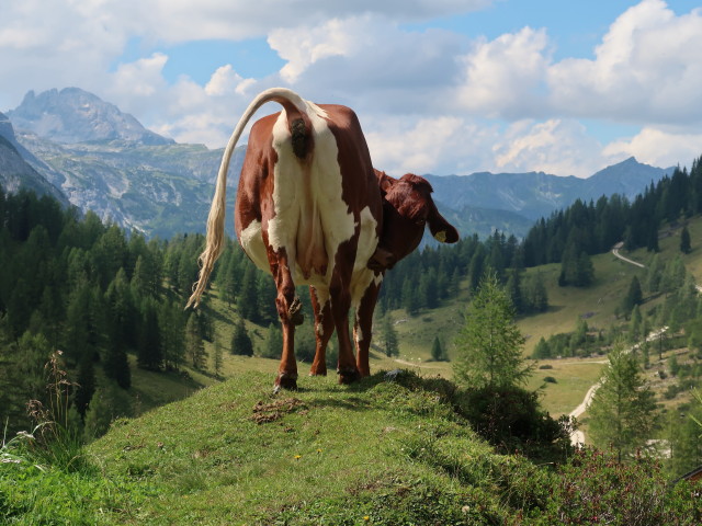 Obere Pleißlingalm (22. Aug.)