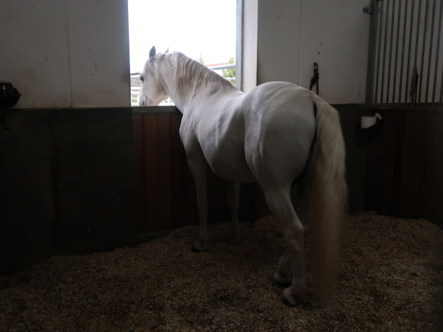 Lipizzaner Trainingszentrum