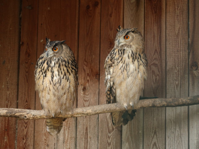 Aigner's Falkenhof