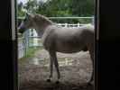 Lipizzaner Trainingszentrum