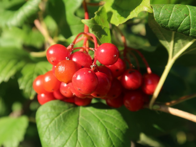 zwischen Judenau und Langenrohr