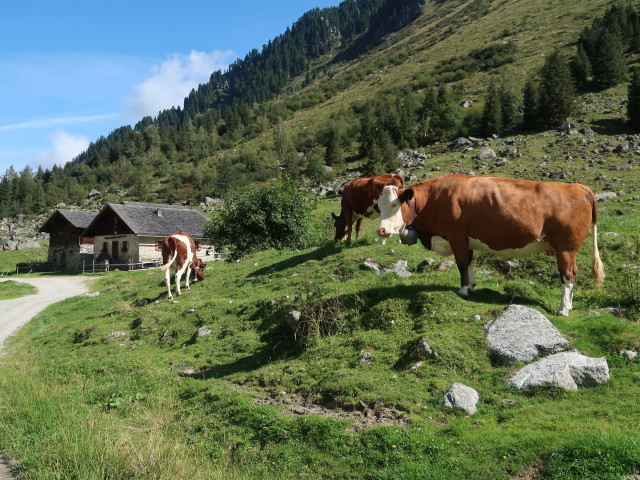 Foißenalm, 1.566 m (11. Sept.)