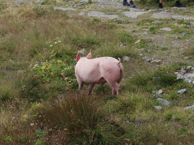 bei der K&uuml;rsingerh&uuml;tte, 2.548 m (12. Sept.)