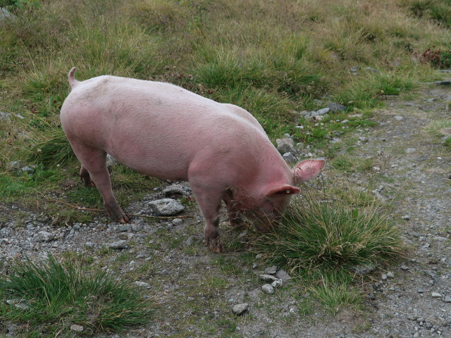 bei der K&uuml;rsingerh&uuml;tte, 2.548 m (12. Sept.)