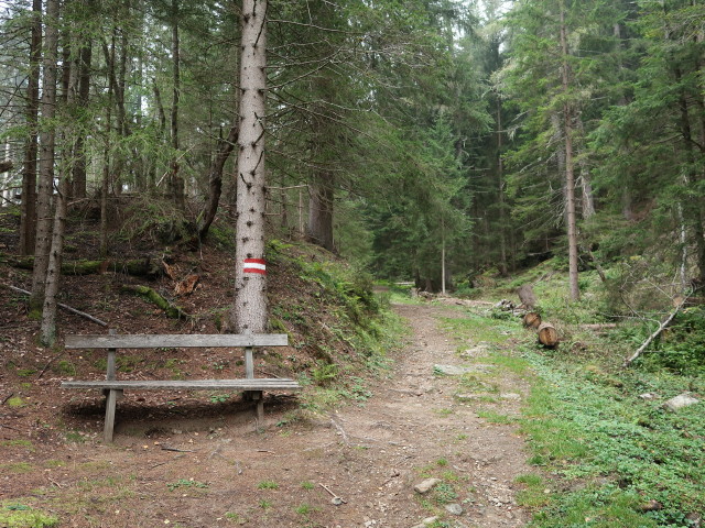 Wittener Weg zwischen Tauerntal und Hindenburgh&ouml;he (19. Sept.)