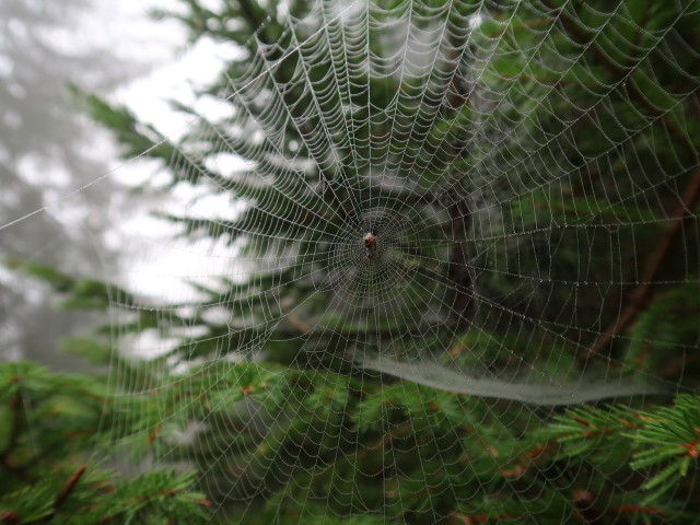 Wittener Weg zwischen Tauerntal und Hindenburgh&ouml;he (19. Sept.)