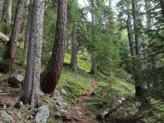 Wittener Weg zwischen Tauerntal und Hindenburgh&ouml;he (19. Sept.)