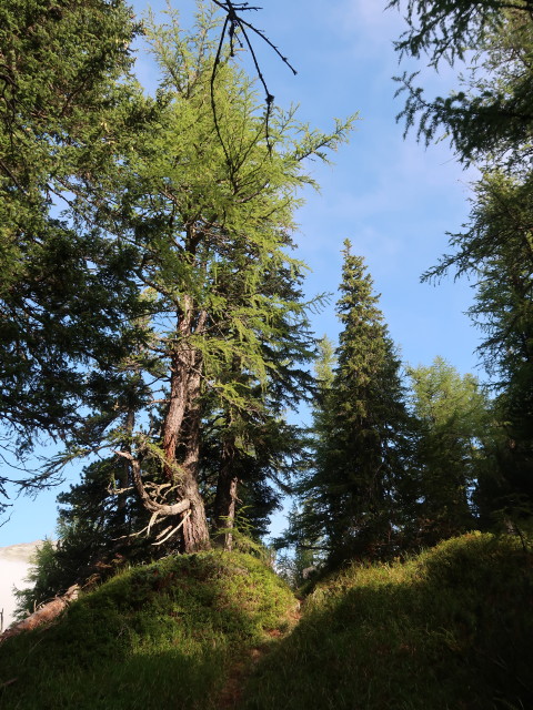 Wittener Weg zwischen Tauerntal und Hindenburgh&ouml;he (19. Sept.)