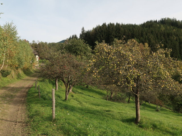 Sattelbauer (9. Okt.)