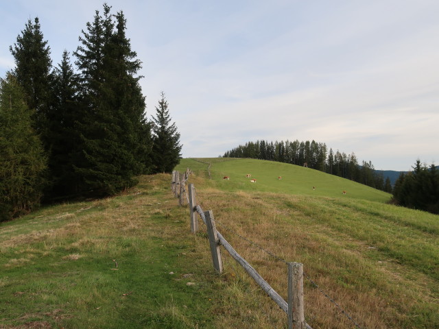 zwischen Sattelbauer und Steinplanhütte (9. Okt.)