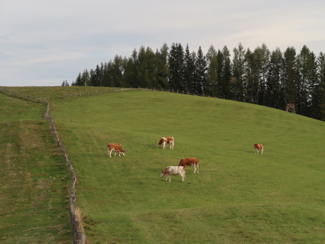 zwischen Sattelbauer und Steinplanhütte (9. Okt.)