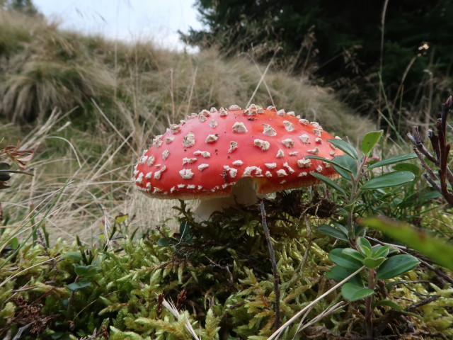zwischen Krennsattel und Turneralm (10. Okt.)