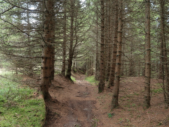 zwischen Turneralm und Stierkreuz (10. Okt.)