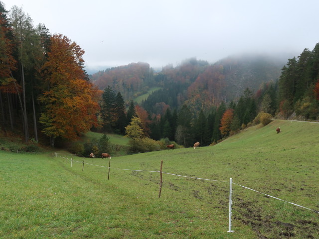 zwischen Staudachgegend und Schwarzenbach an der Pielach
