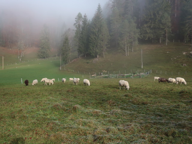 Spering, 533 m (7. Nov.)