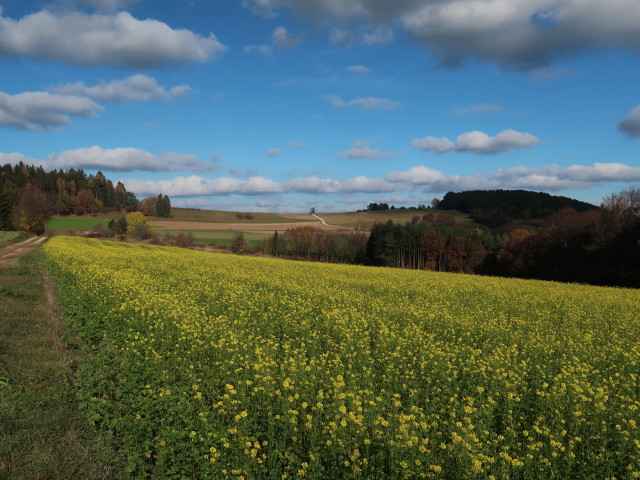 zwischen Dreistetten und Felbring