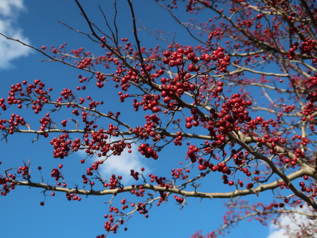 zwischen Gaaden und Maiersdorf